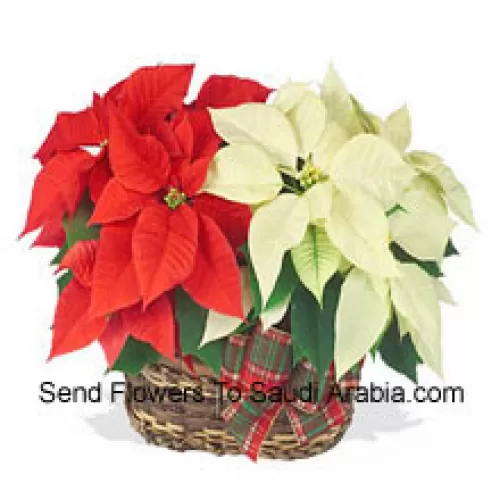 Two colorful, long-lasting poinsettias combined in a basket for a stylish holiday gift! One is red, and the other is white, pink, or another popular color. (Please Note That We Reserve The Right To Substitute Any Product With A Suitable Product Of Equal Value In Case Of Non-Availability Of A Certain Product)
